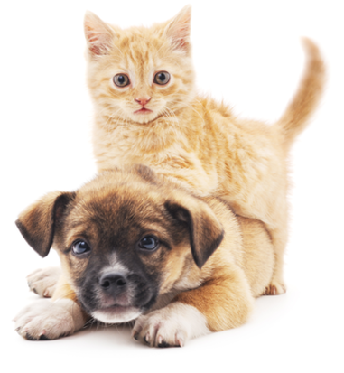 Dog and cat nutrition